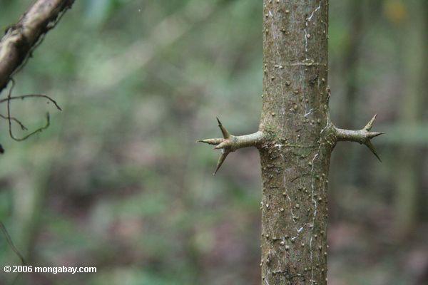 Dornen, die aus dem Stamm von einer rainforest Baum Barro