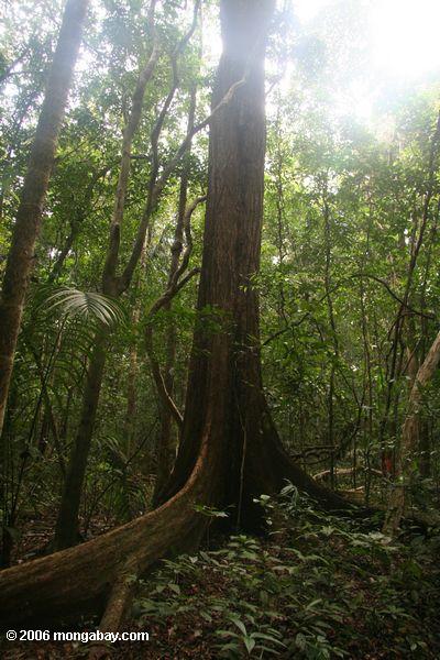 バローコロラド州の熱帯雨林の天蓋の木