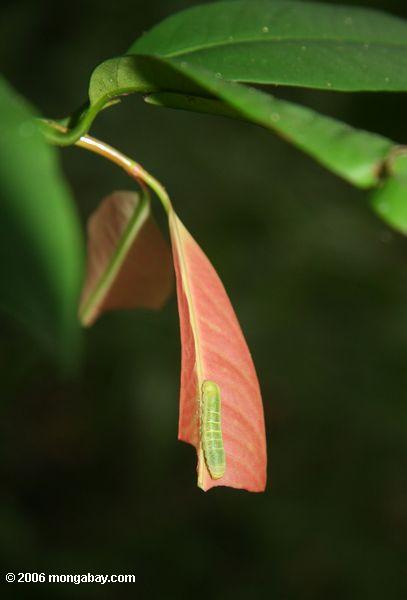 新しい赤い葉の上に緑色の毛虫