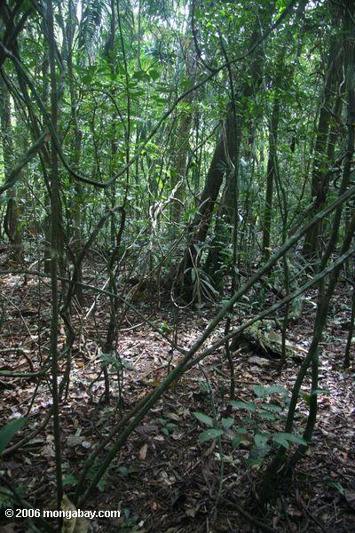 Verwirrte Lianas im tropischen Wald von BCI