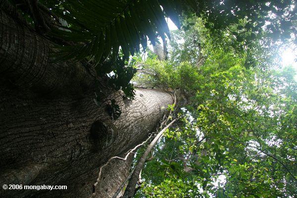 カポックノキ巨大な木の幹を調べる