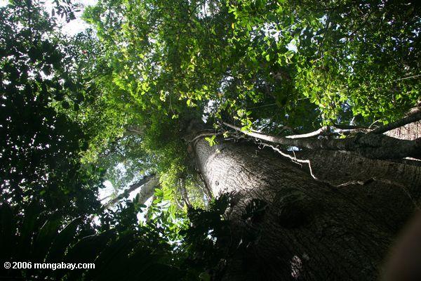 Schauen herauf den Stamm von einer emergent Ceiba Baum