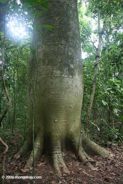 Cuipo, platanifolia de Cavanillesia, uma árvore com um tronco bulbous