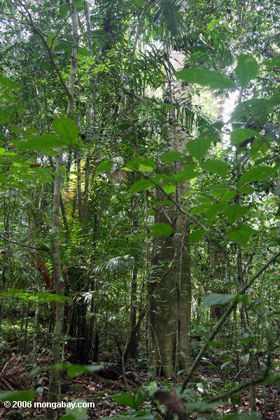 bciの熱帯林で、中心部の球根cuipoツリー注記
