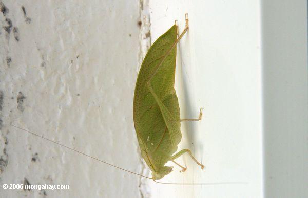 Grünes katydid auf einer weißen Wand