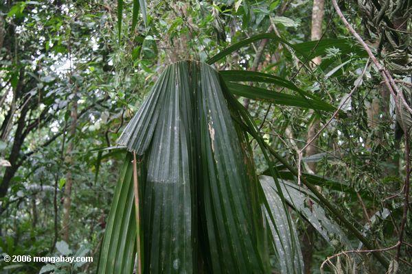 Palmblatt verbog durch ein Zelt, das Hieb bildet (Uroderma SP.)