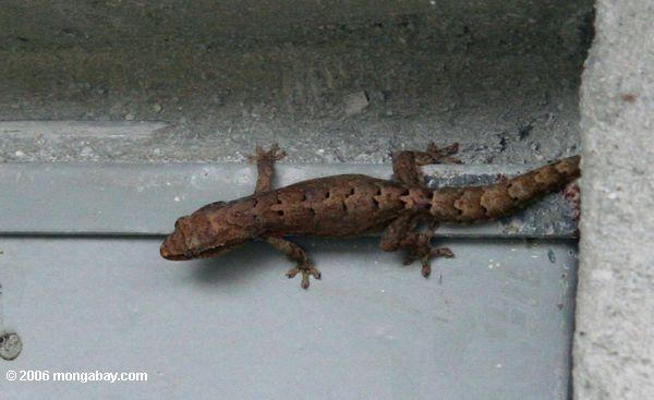 Haus Gecko