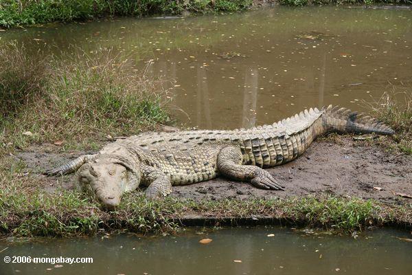 Amerikanisches Krokodil (Crocodylus acutus) am Gipfel-Park