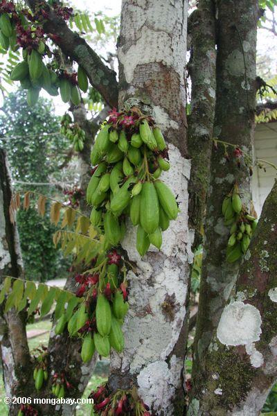 Cauliflorous Frucht und Blumen in Panama
