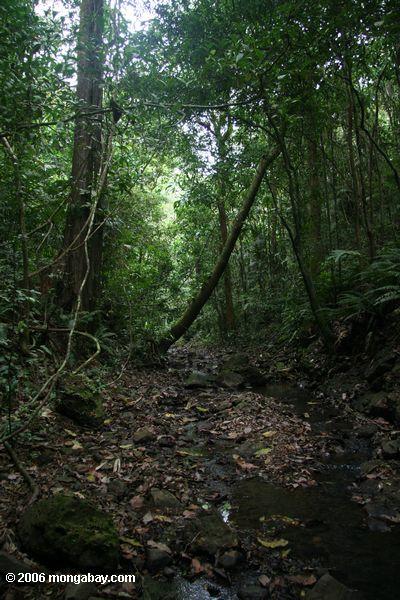 Rainforest Nebenfluß Soberania Nationalpark