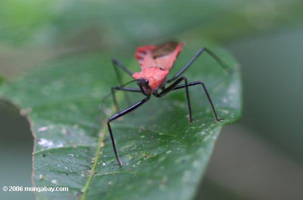Rotes Insekt mit schwarze Beine