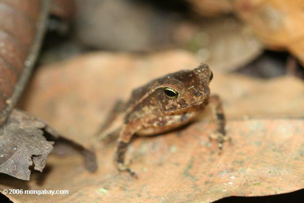 небольшой лист жаба (Bufo typhonius alatus) в soberania национальный парк