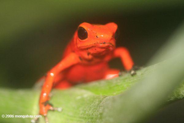 Панама Красные лягушки (dendrobates pumilio)