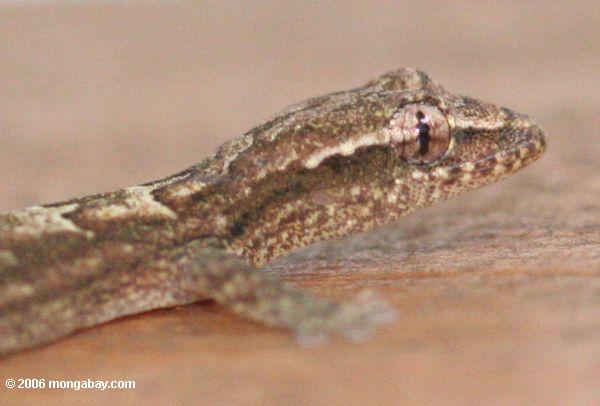 Panamesischer Gecko (zoomed)