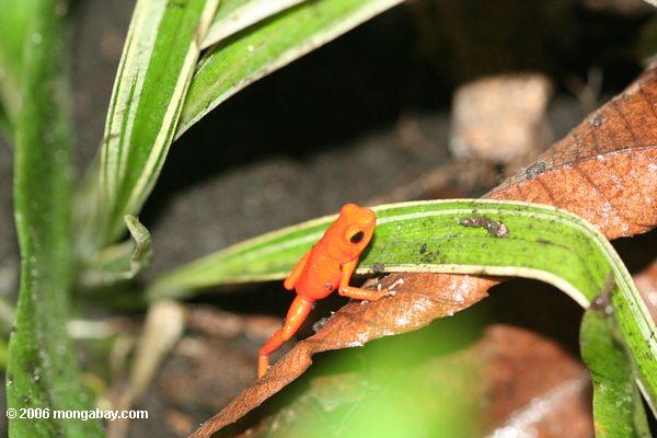 パナマの赤いカエル