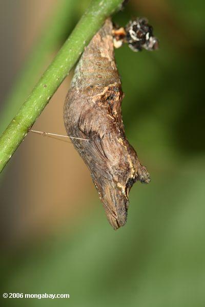 Motte Chrysalis