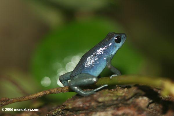 dendrobates pumilio токсичных стрелку лягушка, синий цвет формы