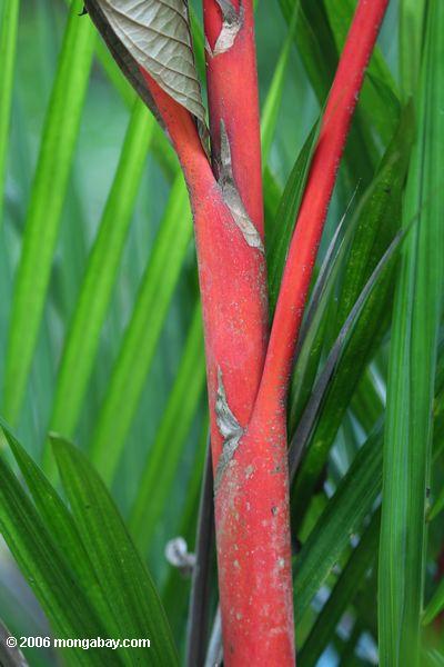 Rote Dichtung Wachs-Palme (Cyrtostachys renda)
