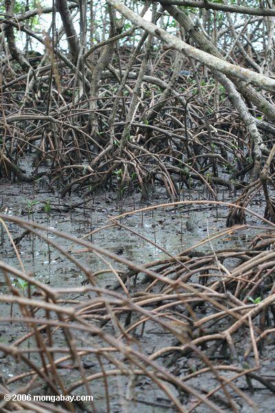 Mangrove verwurzelt
