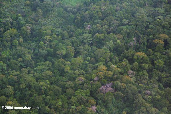 Vue aérienne de forêt tropicale tropicale en Bocas del Toro