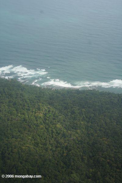 Luftaufnahme der Küstenwälder von Bocas Del Toro