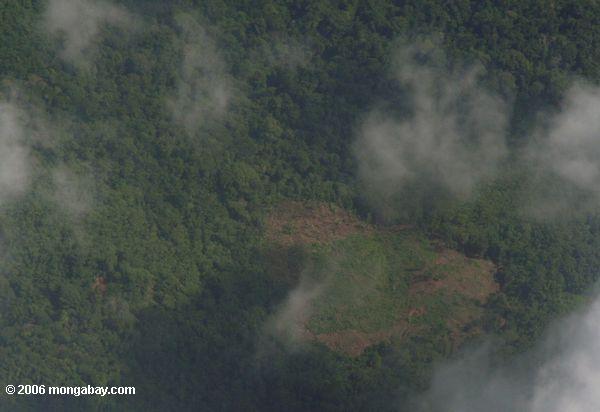 Luftaufnahme des Waldes löschte für Landwirtschaft in Panama