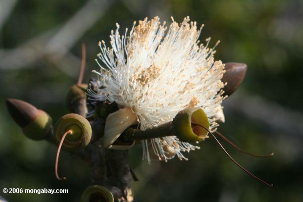 Flor branca de uma árvore tropical do dossel de floresta em Parque Metropolitano natural