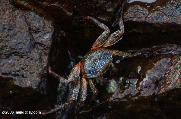 Crabe de Sally Lightfoot (grapsus de Grapsus) au centre marin d'éducation de point de Culebra
