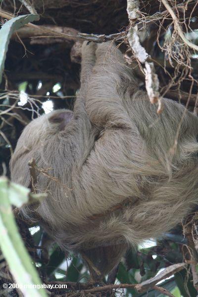 Choloepus hoffmanni Hoffmanns Zwei-toed Sloth