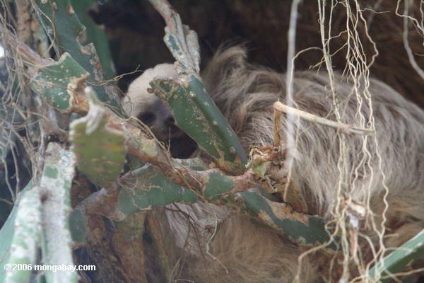 Baby zwei-toed sloth mit seiner Mutter