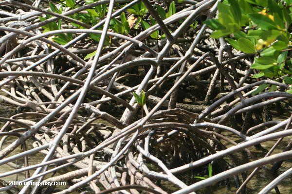 Wurzeln der roten Mangroven