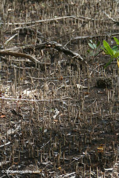 Manrgove Sämlinge und Rhizome in einem Mangrovewald auf der atlantischen Küste von Panama