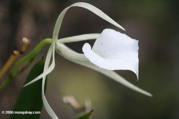 Senhora do Orchid da noite (nodosa de Brassavola)