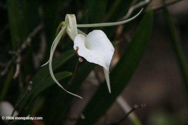 Dame der Nachtorchidee (Brassavola nodosa) in einem Panama Mangrovewald