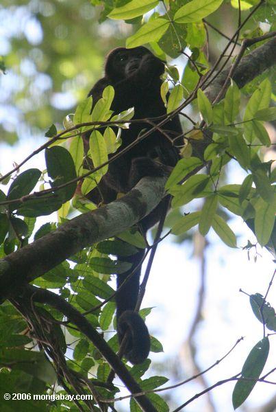 mantled обезьяна ревун (alouatta palliata)