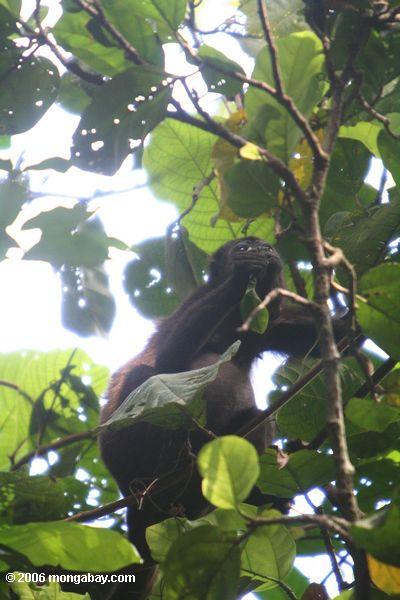 Überzogener Summer-Affe, der einzieht auf Blätter in der überdachung von Barro Kolorado Insel