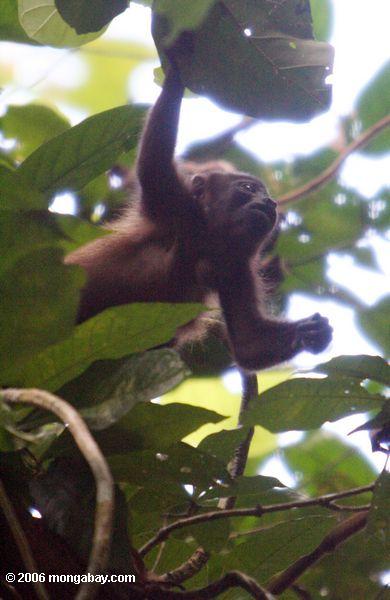 Macaco Mantled do Howler