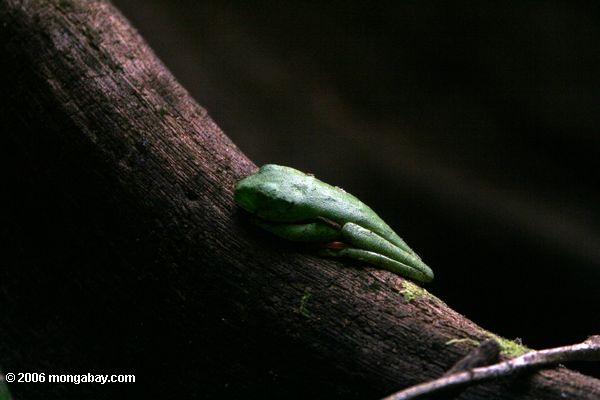 木の板根agalychnis spurrelliで寝てカエル