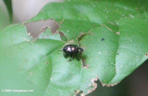 Kleiner schwarzer Käfer auf Barro Kolorado