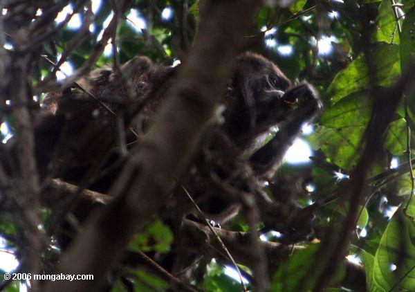 mantled обезьяна ревун (alouatta palliata) кормление в тропических лесах купол