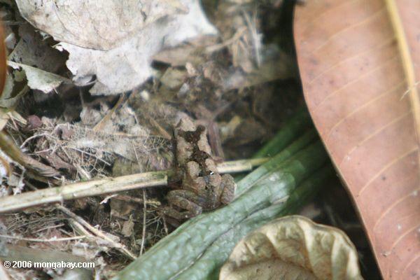 Bufo typhonius alatus или Bufo ср. margaritifer жаба