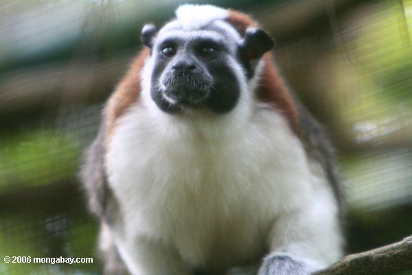 Geoffroy в Тамарин (saguinus geoffroyi) обезьяна