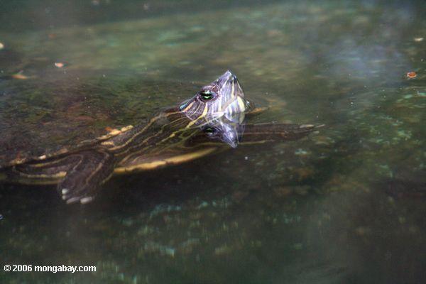 Flußschildkröte