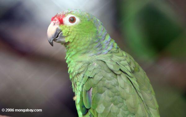 Mehliger Amazonas Papagei (Amazona mehlhaltig)