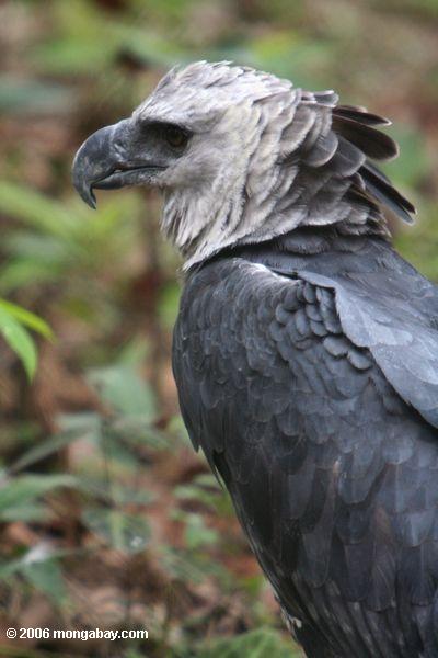 Harpy-Adler am Gipfel-Park