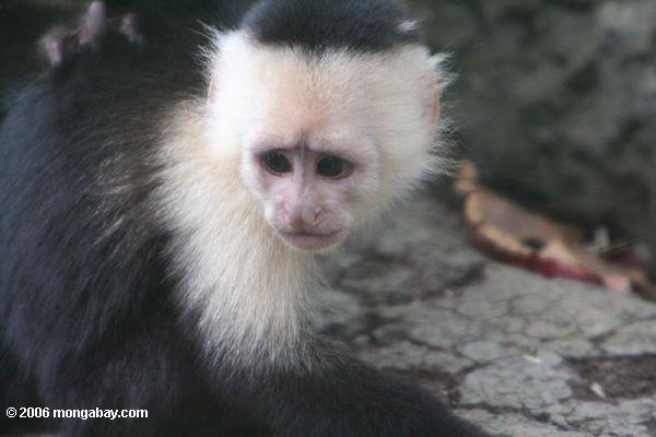 несовершеннолетних бело-throated обезьяна капуцин (cebus capuchinus)