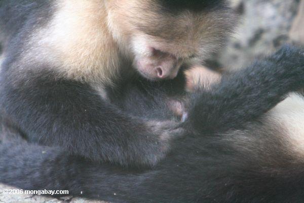 喉の白猿オマキザル（オマキザル属capuchinus ）身づくろい
