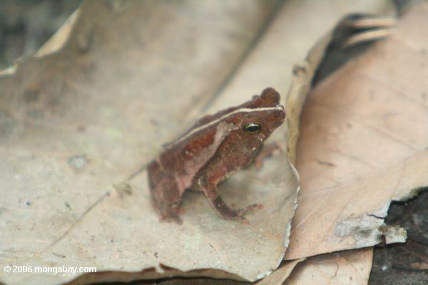Лист жаба (Bufo typhonius alatus) в soberania национальный парк