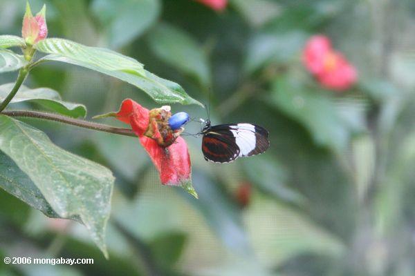 Der Heliconius Schmetterling, der auf heiße Lippen einzieht, blühen