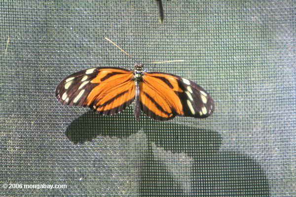 オレンジ色の蝶
